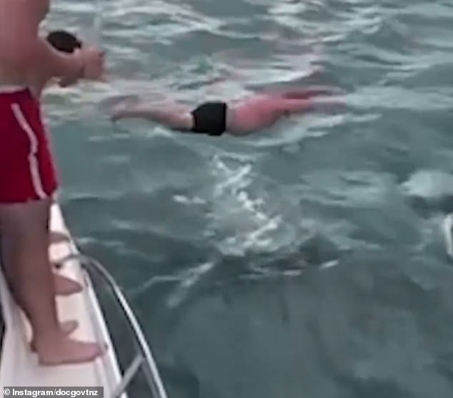 An Auckland man, 50, was filmed trying to body slam an orca off the coast of Davenport, New Zealand in February.