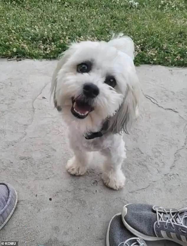 Teddy, a tiny 13-pound Shih Tzu mix, was tragically shot on Sunday in Sturgeon, Missouri after a police officer mistook her for a stray dog ​​that needed to be put down
