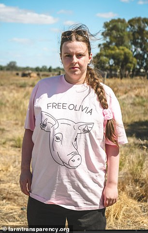 The pig known as Sow No. 8416 now has her own 'Free Olivia' t-shirt (above) and a change.org petition to set her free