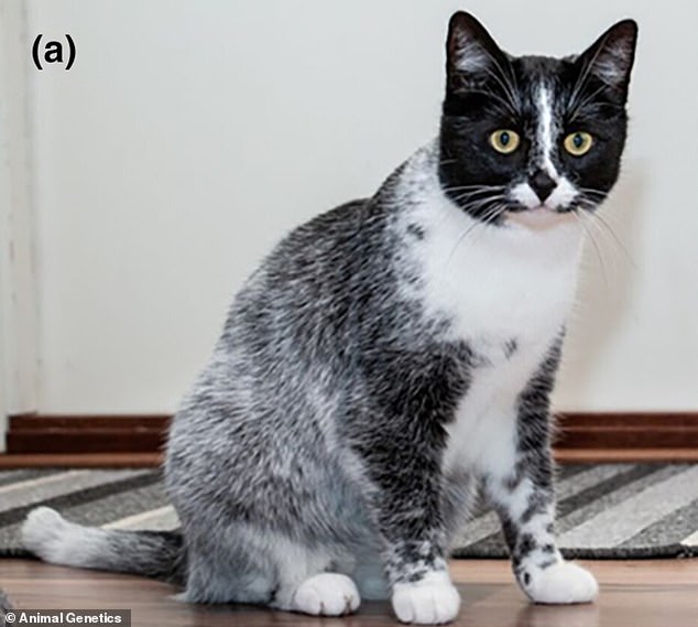 Cats with an unusual black and white coat nicknamed 'salty licorice' have been revealed to possess a genetic mutation previously unknown to science