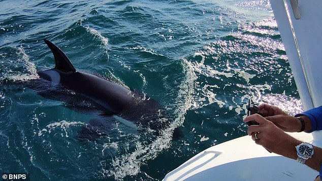 Researchers think the trend started when a teenage whale bumped its nose against the rudder in front of its peers.  Pictured: A killer whale attacking Dieter Peschkes' yacht off the coast of the Iberian Peninsula in 2021