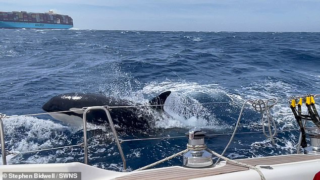 In a report released Friday, biologists, government officials and other Navy representatives say boat rudders are an important plaything for killer whales in open water.