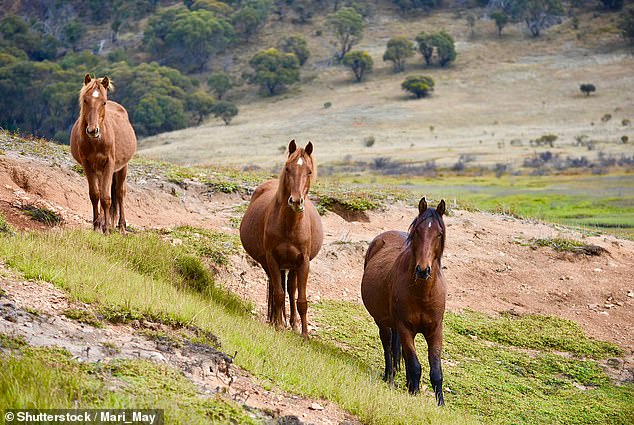 More details have emerged about the property where more than 500 slaughtered horse carcasses were discovered, with allegations that the animals were killed as part of an illegal horse mill for pet food (stock image)