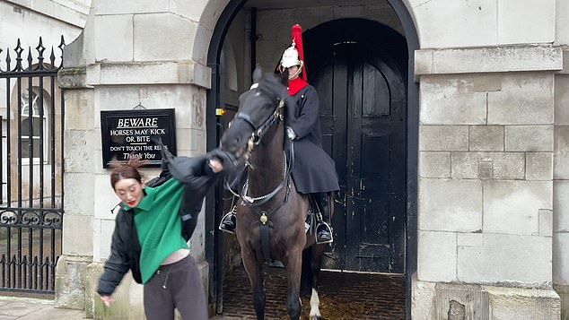 In one incident, when a woman went to pet the horse's face, it bit the arm of her jacket.  Refusing to let go, he tugged at the coat, pulling her back and forth and up and down before finally letting go.