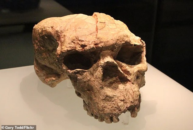 This partial skull fossil, which had been damaged over the years, was reconstructed in its full glory using 3D models.  It led researchers to believe that this could be one of the last common ancestors between Dragonmen and humans.