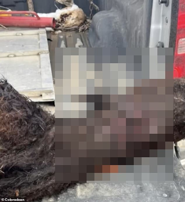 Farrell, who had previously been hesitant to speak out, decided he had to do so as his frustration over the ongoing problem has increased.  (photo: the dead calf found on Ferrell's land)