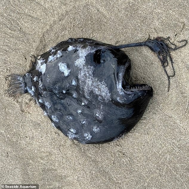 Visitors to Cannon Beach saw the lifeless body of a midnight black fish with a large mouth full of sharp teeth lying in the white sand