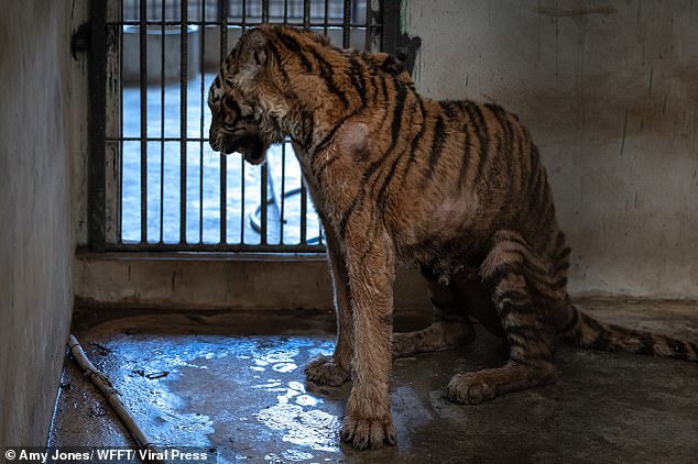 The emaciated female tiger Salamas was found in December struggling to stand or walk after losing so much weight in a cage in a run-down facility in Mukdahan, northern Thailand.