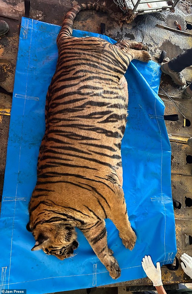 The overweight tiger was found by Vietnamese police during a raid on a wildlife trafficking group.