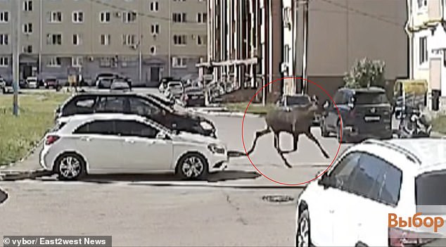 The moose ran through the city of 156,000 for days before it was struck and killed