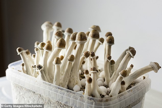 Experts in the US, who tracked the self-reported behavior of nearly 10,000 psilocybin users, discovered hundreds of reports of paranoia, intense anxiety and even vivid hallucinations.  One claimed to experience 'feelings of dying, impending doom, torture' on the psychedelic - the active ingredient in magic mushrooms - adding that it felt like 'being thrown into hell'