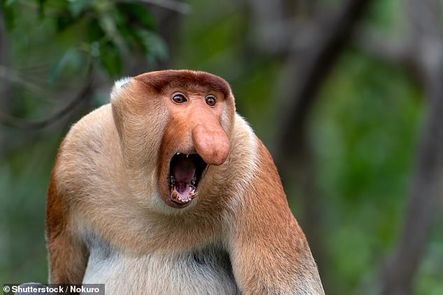 It's safe to say that proboscis monkeys are some of the strangest-looking creatures in the animal kingdom.  While female monkeys have pointy noses, the males have large, rather phallic noses – earning them the title of 'world's ugliest animals'