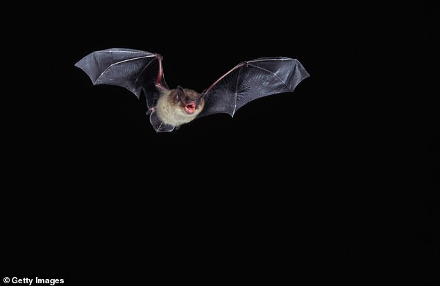 The state of Illinois is home to bat species such as the little brown bat (Myotis lucifugus), which can weigh just a few nickels and is more than capable of sneaking through narrow gaps or cracks in doors and windows.  Above, a little brown bat in flight
