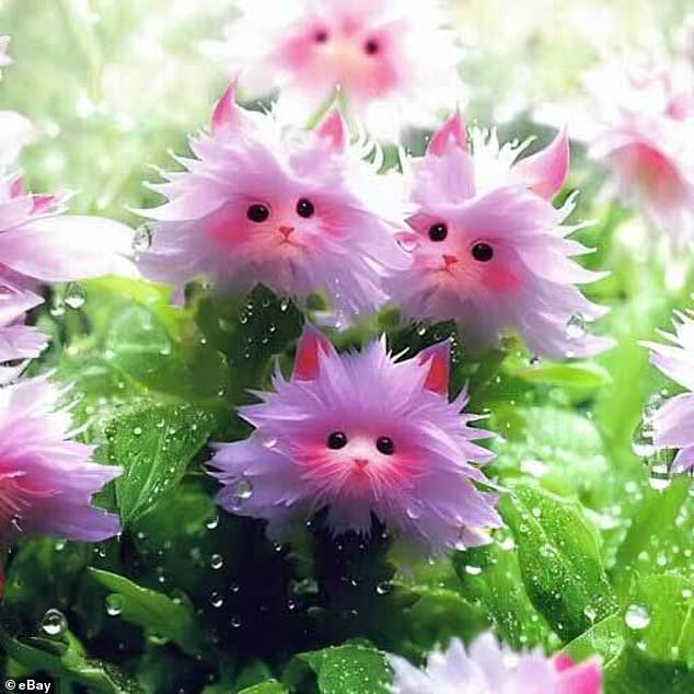 People are buying fake cat's eye dazzle seeds from China on eBay.  AI-generated photos in the product listing suggest that the seeds grow into beautiful flowers that resemble cute cats, but no such plant exists