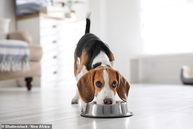 A cute beagle puppy eating from a bowl (stock image)