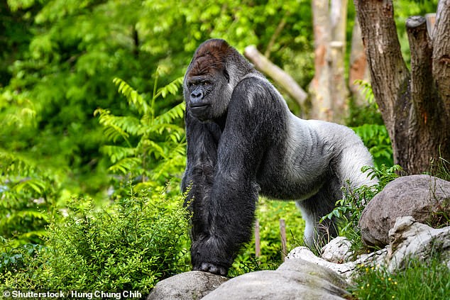 With a length of up to 1.80 meters and a weight of a whopping 200 kg, we can say with certainty that gorillas are among the most formidable creatures in the animal kingdom.  But despite their impressive stature, male gorillas are missing from some area (stock image)