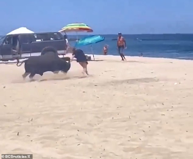 A bull brutally attacked a female tourist on La Fortuna beach, near San Lucas, while the entire encounter was captured on video