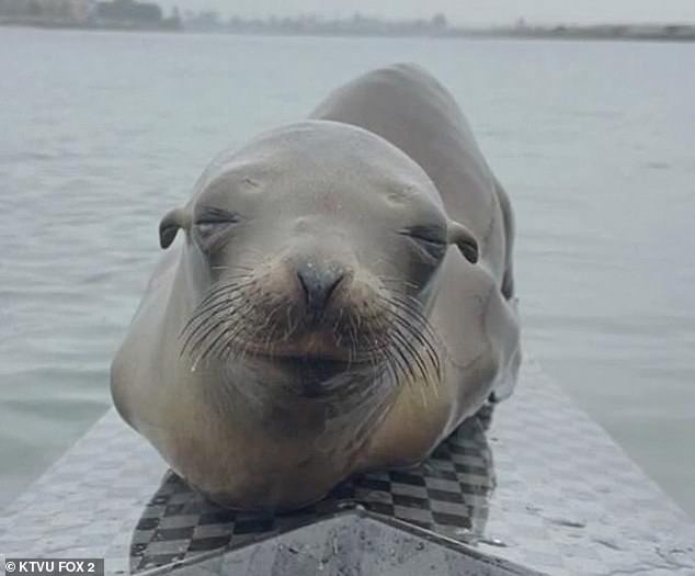 Experts revealed that the young sea lion did this for a heartbreaking reason: he was severely malnourished