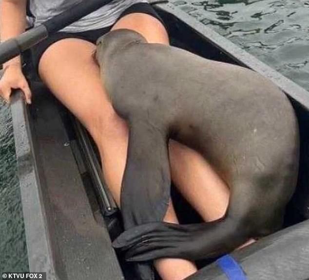 The sea lion nuzzled Hibbard's legs, where he soon fell asleep