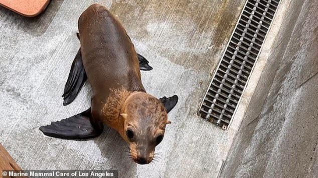 The baby sea lion is probably between nine and eleven months old.  It is approximately the same size as at birth