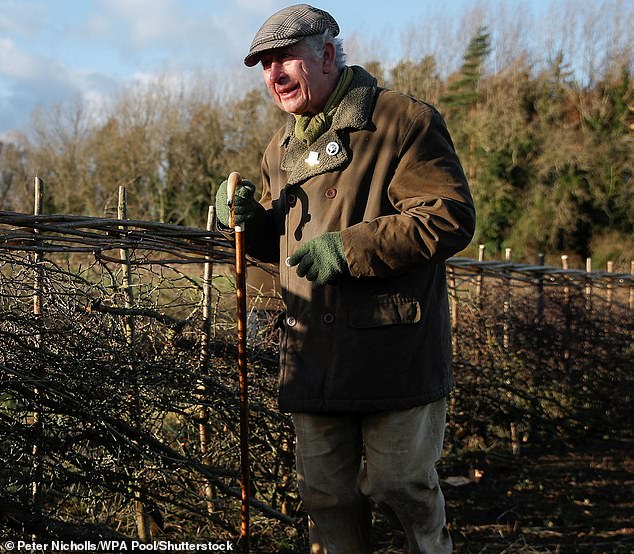 King Charles, then the Prince of Wales, attending a hedge-laying event in Highgrove, December 2021