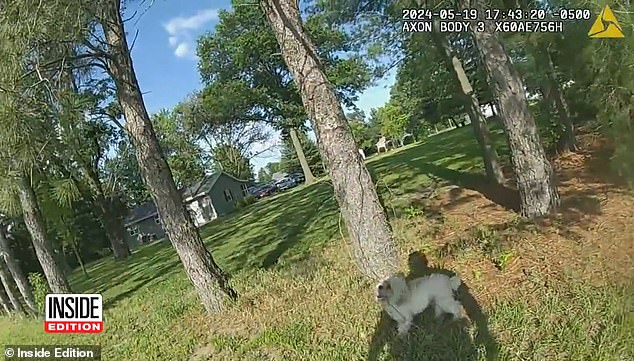 Bodycam footage of the tragic moment begins with Teddy wandering around an open grassy area as Woodson tries to lasso the dogs with a catch pole