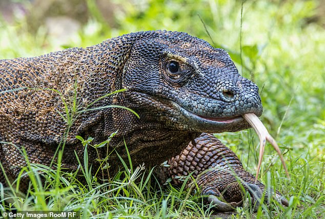 Nile monitors are olive green to black in color and have cream or yellow stripes on the jaw and head