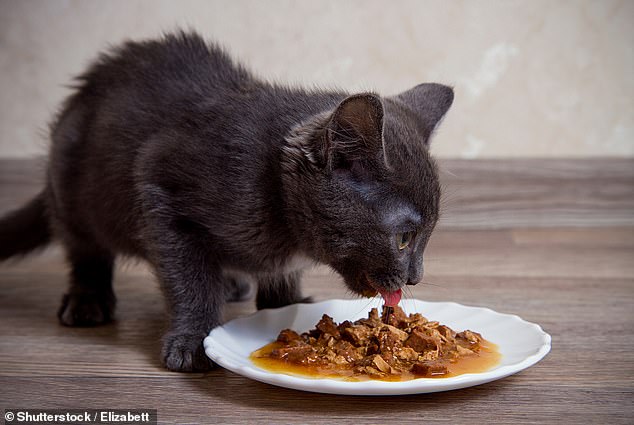 Cats benefit from wet food because it has a much higher water content and is therefore easier to consume