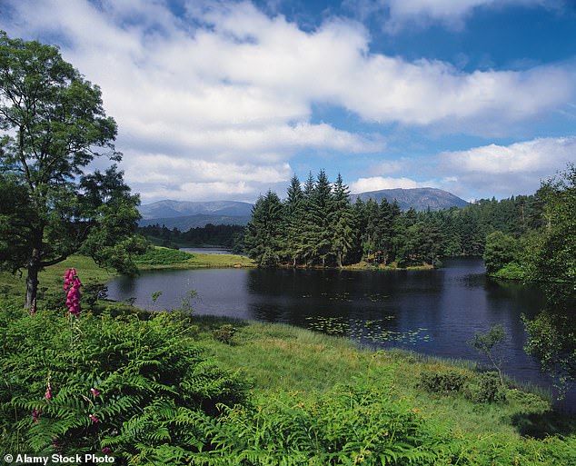 The sheep's remains were discovered in October by Cumbrian resident Sharon Larkin-Snowden at a secret location in the highlands (stock image)