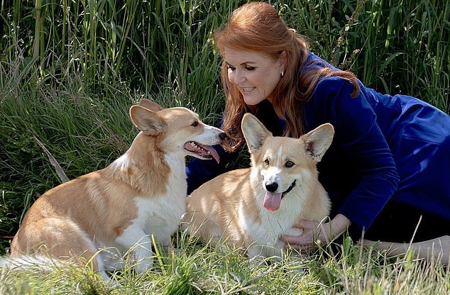 After the death of Queen Elizabeth II in 2022, her two corgis Sandy and Muick (pictured) moved to Royal Lodge, where Sarah (pictured) lives with former husband Prince Andrew