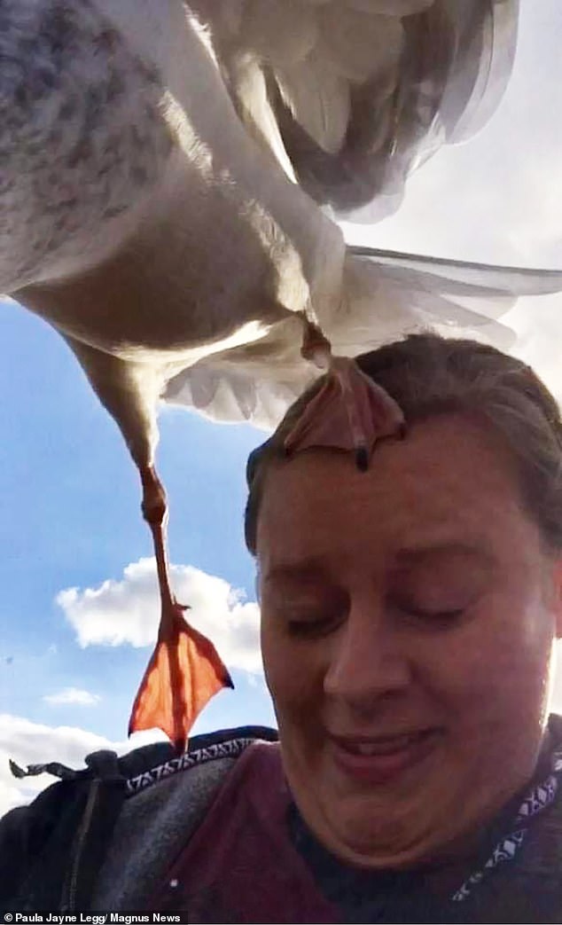 The seagull then made matters worse by using her head to launch herself away with a foot