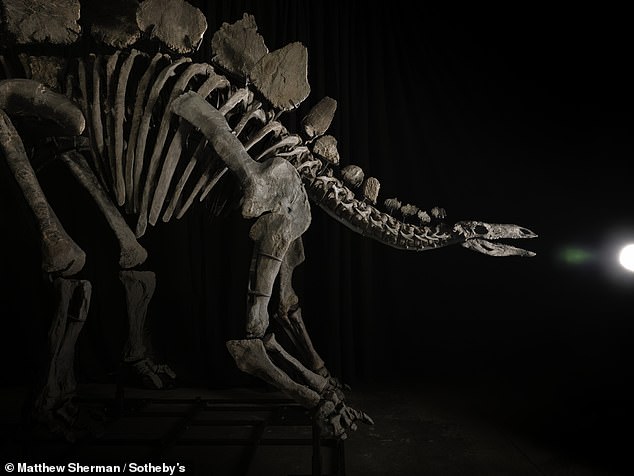 The excavation of the giant fossil took more than a year, and the complete skeleton, which is worth 7 cents percent, will sell for up to $6 million at a Sotheby's auction in Manhattan in July this year.