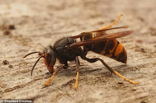 In Britain, the invasive Asian hornet (pictured) is a threat to native insects, especially honeybees