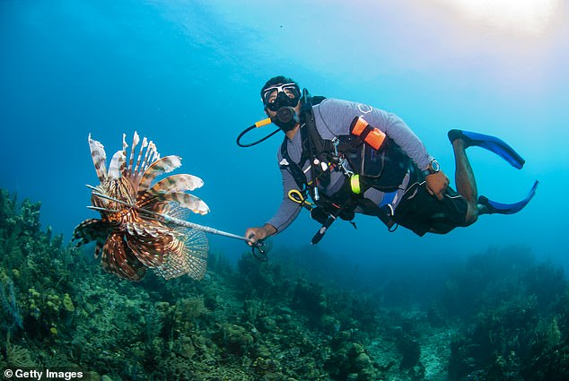 In the Mediterranean, the poisonous lionfish has spread so widely that authorities in many areas have been forced to cull the local population