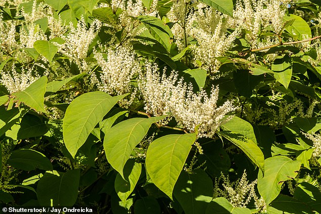 The invasive Japanese knotweed is widespread in Britain and is extremely difficult to remove once the plant has become established