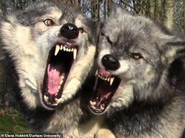 It is thought that selective breeding has limited the ability of domestic dogs to use facial expressions to convey emotions as effectively as their wolf ancestors (pictured)