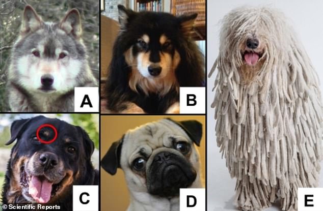 Pictured here are the gray wolf (A) and the 'wolf-like' Finnish Lapphund (B), along with three dogs that are less adept at conveying emotion due to unusual facial structures resulting from selective breeding - Rottweiler (C), Pug (D ) and the almost comical Komondor (E)