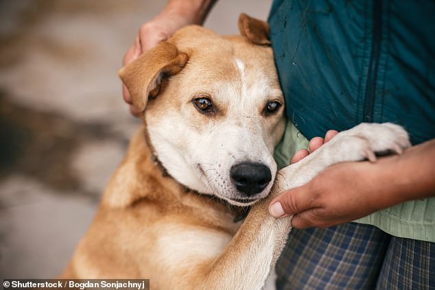 Researchers suggest that various facial structures due to selective breeding, such as shorter snouts, floppy ears, drooping lips and excessive wrinkles, have limited the ability of dogs to produce the same range of facial expressions as their wolf ancestors.