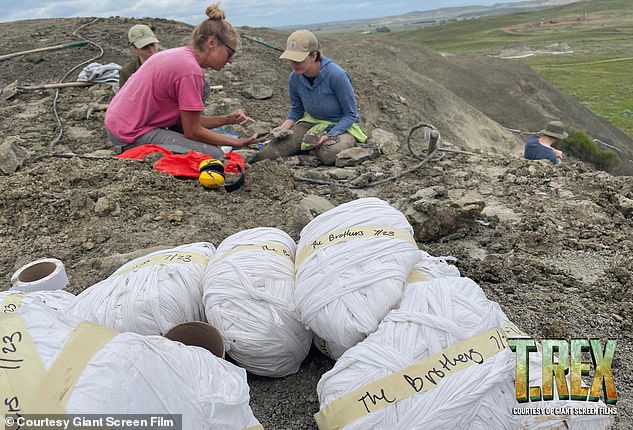 Scientists say this discovery could help us understand how the T-Rex grew up and became the giant, iconic predator that many of us would recognize