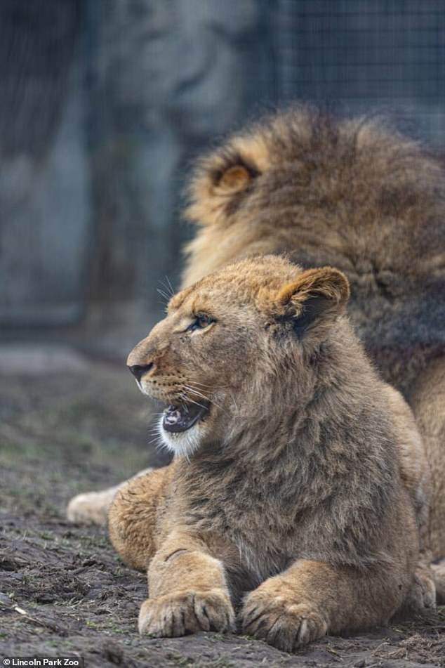 Lomelok had developed a following among zoo visitors to the Chicago Zoo