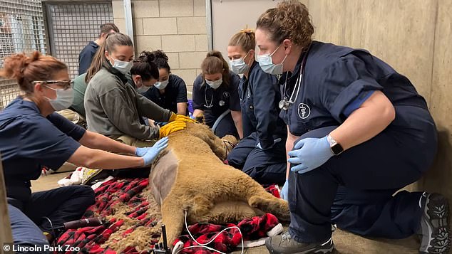 Lomelok expressed concern about concerns about his hind limbs