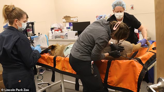 The lion cub is recovering from surgery earlier this year to help him walk better