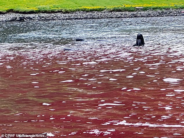 A pilot whale can be seen poking its head out of the water as members of its group are killed around it