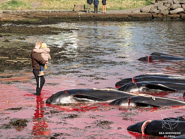 A man and his small child look at the slaughtered whales on the shore after last month's hunt