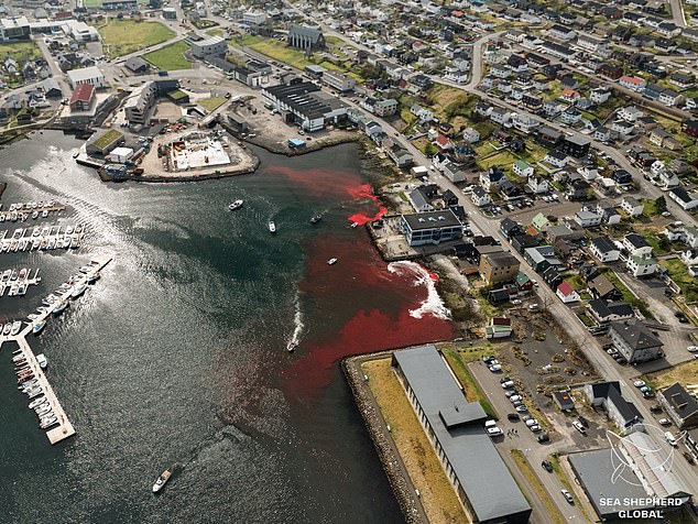 An aerial photo shows that blood poured into the sea last month, turning the harbor red