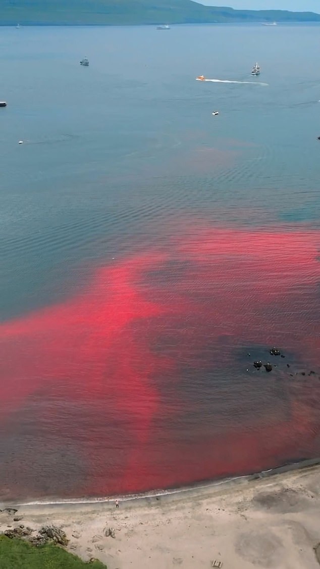 Aerial footage shows blood-stained waters off the Faroe Islands after a rut last month