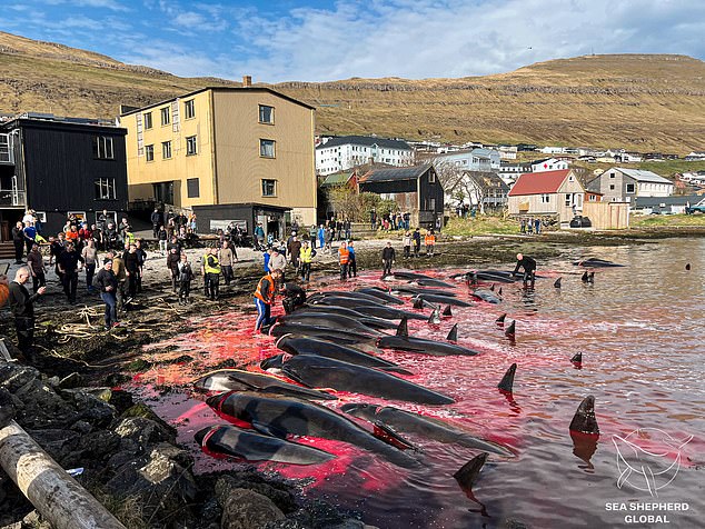 Dozens of whales were killed in the first hunt of the year (pictured), while more than 130 were slaughtered this week