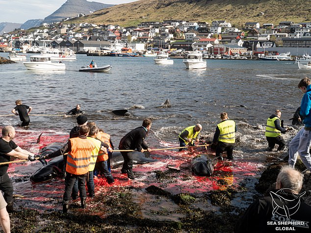 Islanders participate in the thousand-year-old tradition, which they defend as part of their culture