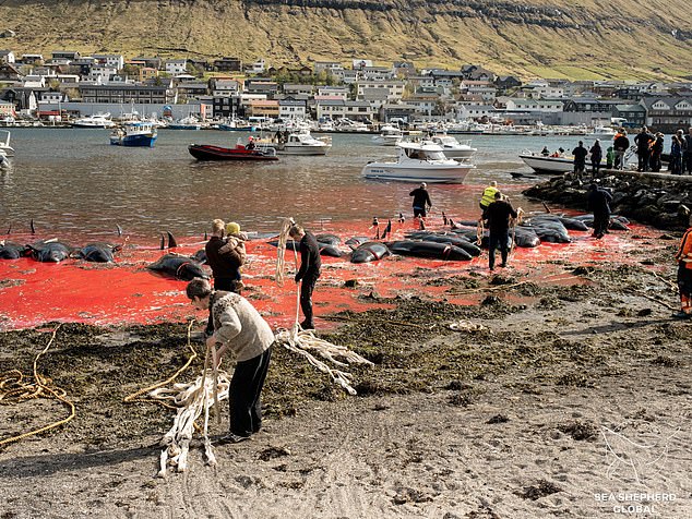 The pilot whales are dragged to shore by islanders after being stranded and hacked to death.  Photo taken last month