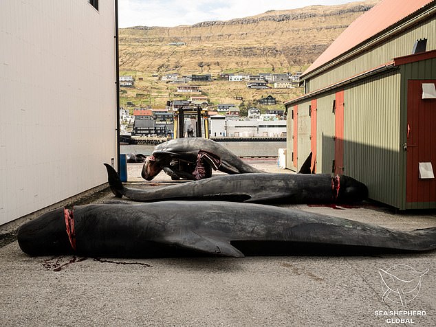 The animals are seen being moved by a forklift and laid down before their carcasses are prepared for their meat and blubber.  Photo taken last month